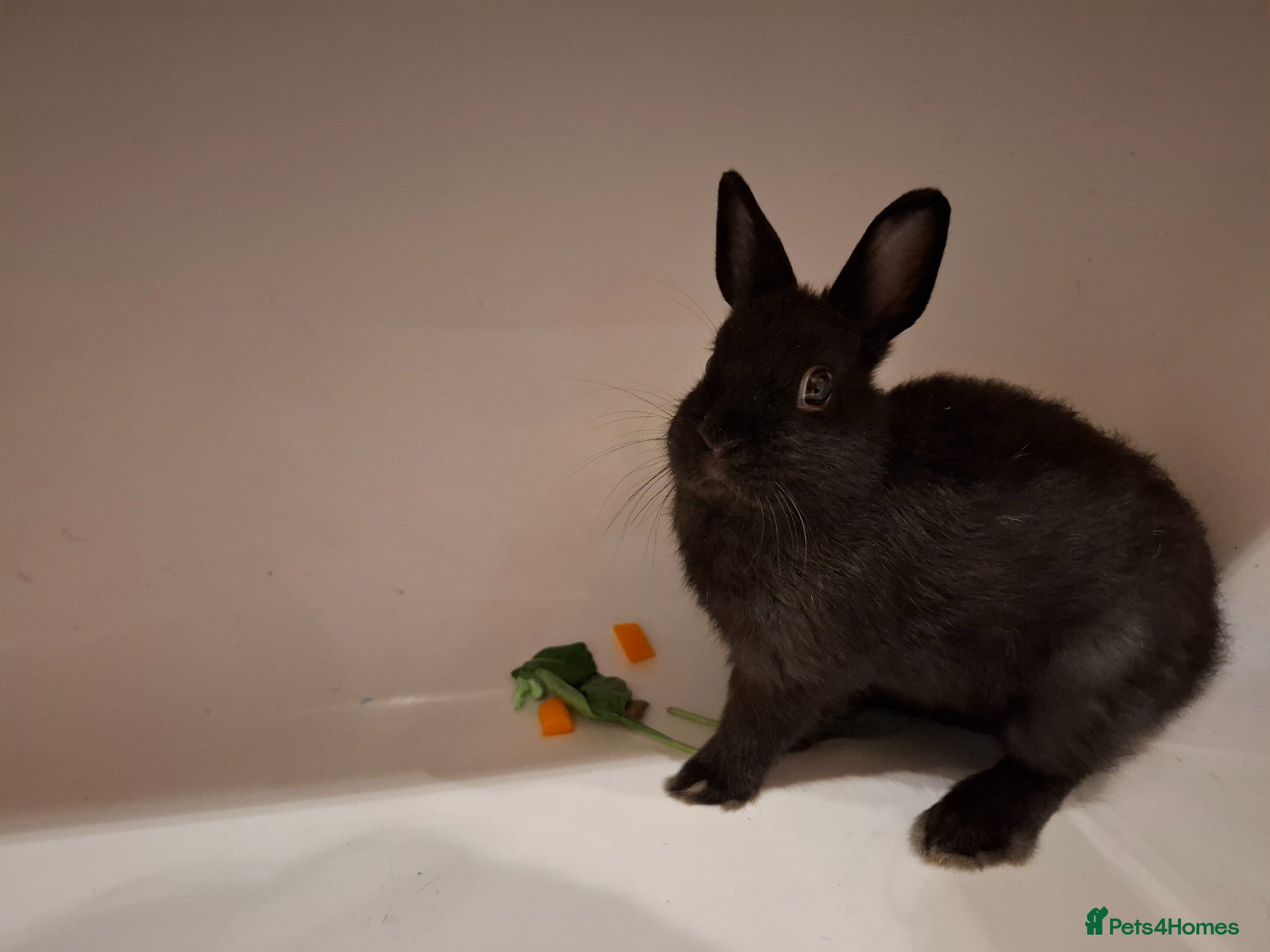 Dwarf Lop rabbits for sale: 3 Male Dwarf Rabbits (+Optional Cage Setup) in Ashton-under-Lyne - Advert 2