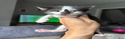 Mixed Breed cats for sale: 4 female kittens - Advert 4