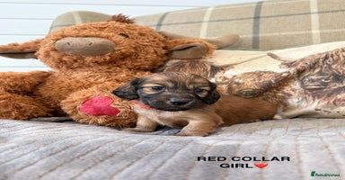 Miniature Dachshund dogs KC LONG HAIRED MINIATURE DACHSHUNDS🤍 - Advert 2