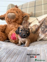 Miniature Dachshund dogs KC LONG HAIRED MINIATURE DACHSHUNDS🤍 - Advert 2