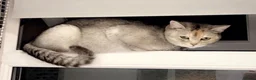 Scottish Fold cats for sale: Pedigree Champion Bloodline Scottish Straight! - Advert 7
