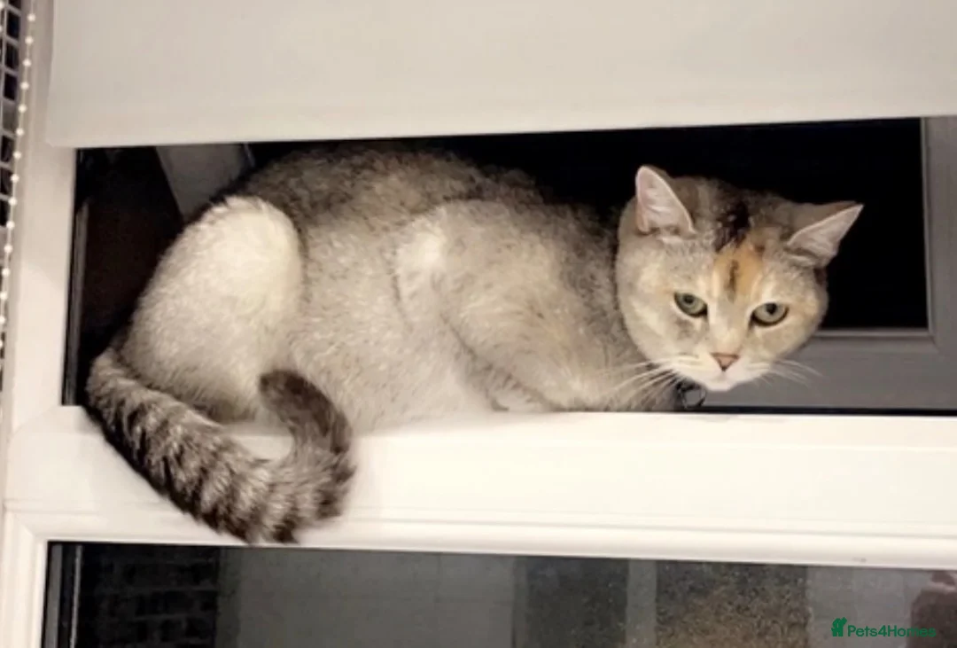 Scottish Fold cats for sale: Pedigree Champion Bloodline Scottish Straight! - Advert 7