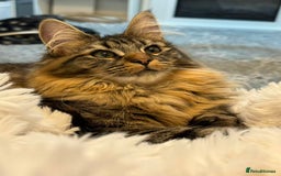 Maine Coon cats for sale: Sweet One-Year-Old Female Maine Coon - Advert 2
