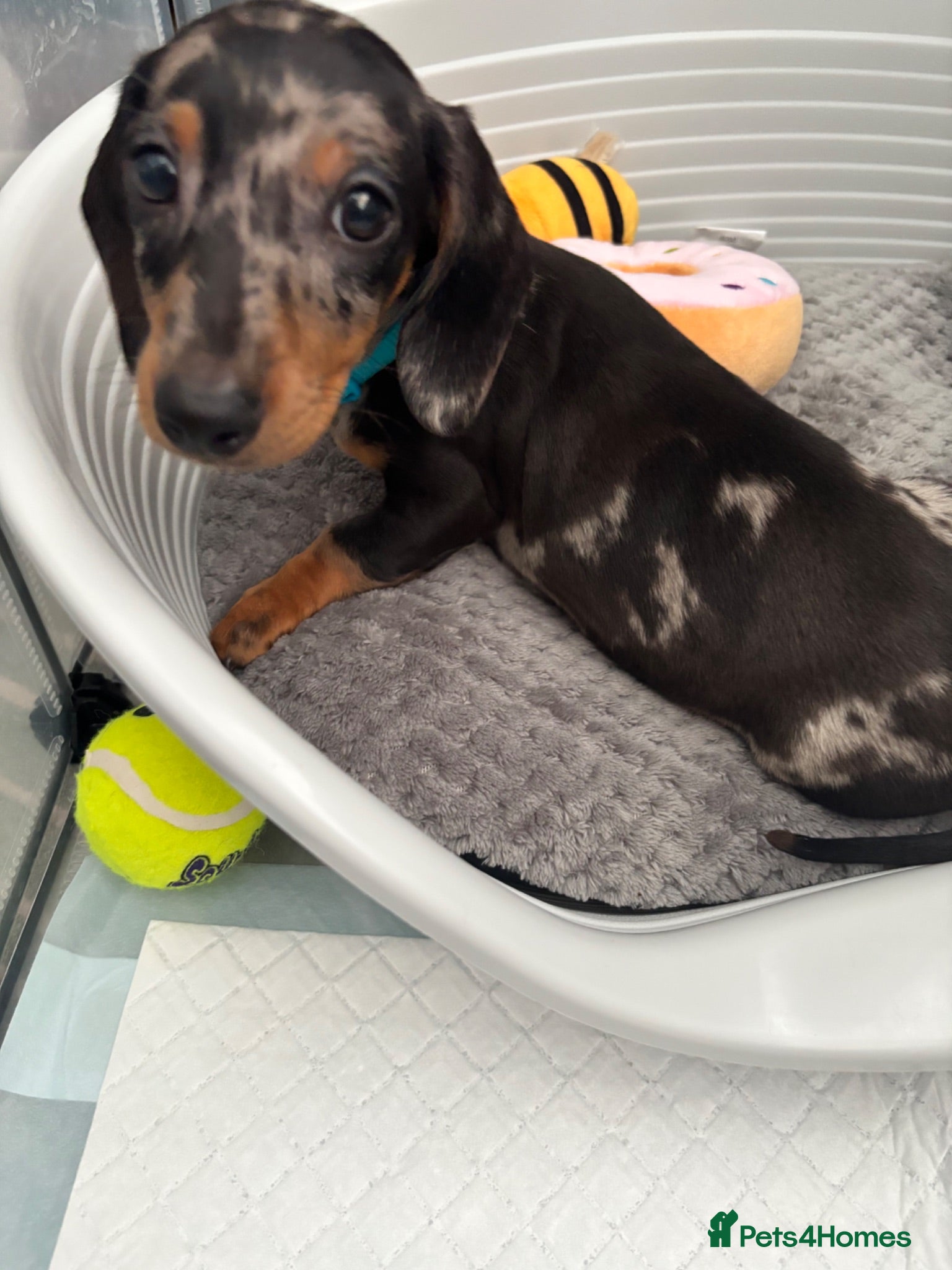 Dachshund dogs Reduced as last one Dapple dachshund pup - Advert 10