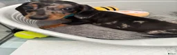 Dachshund dogs for sale: Dapple dachshund pup - Advert 8