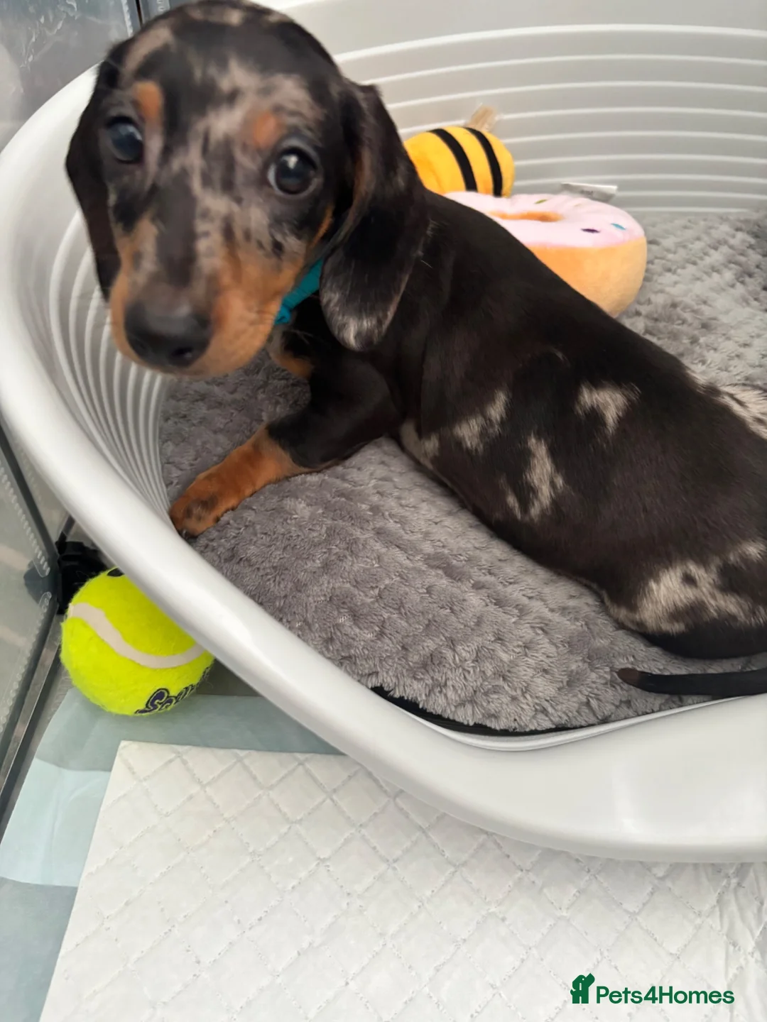 Dachshund dogs for sale: Reduced as last one Dapple dachshund pup - Advert 1