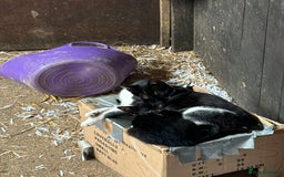 Mixed Breed cats for sale: Two adorable girl kittens - Image 8