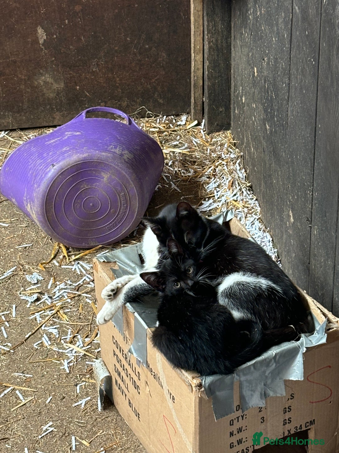 Mixed Breed cats for sale: Two adorable girl kittens - Image 8