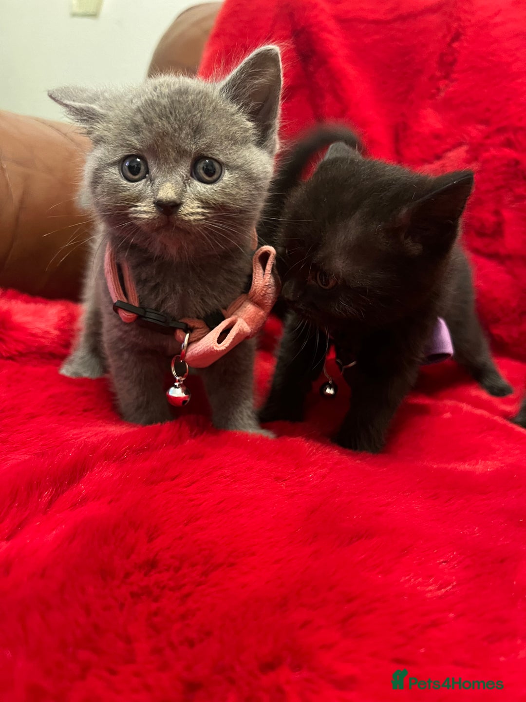 Mixed Breed cats for sale: kittens looking for a new home - Advert 10