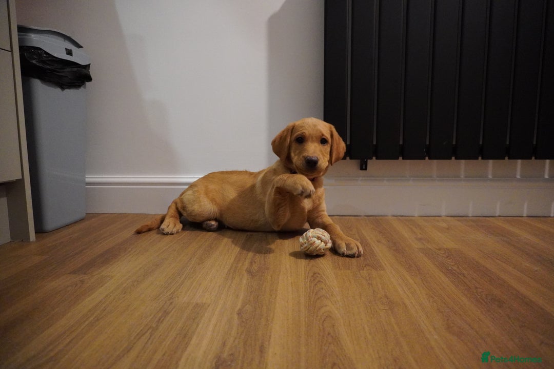 Labrador Retriever dogs for sale: Stunning KC Fox Red & Yellow Labrador Puppies - Advert 25
