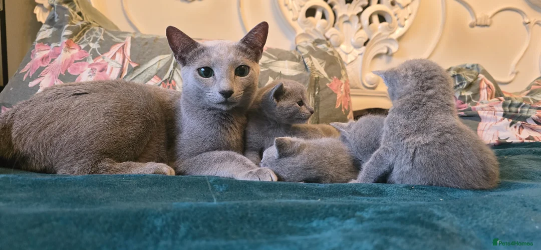 Russian Blue cats for sale: Tica Registered Russian Blue kittens  - Advert 1