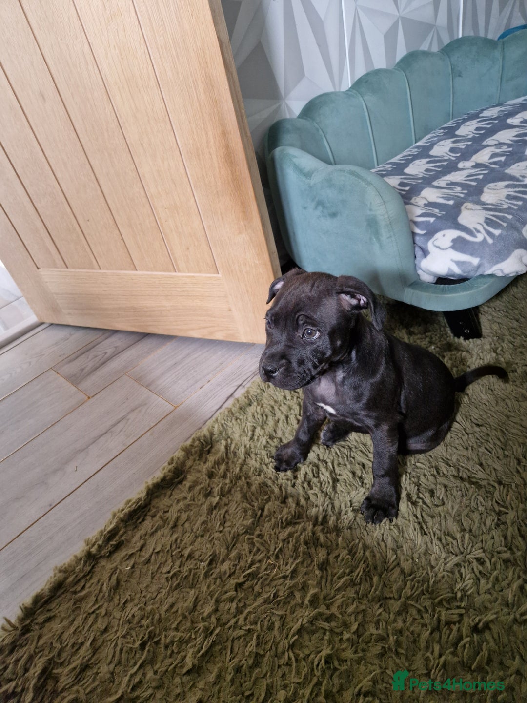 Staffordshire Bull Terrier dogs for sale: Beautiful Staffy Girl - Image 6