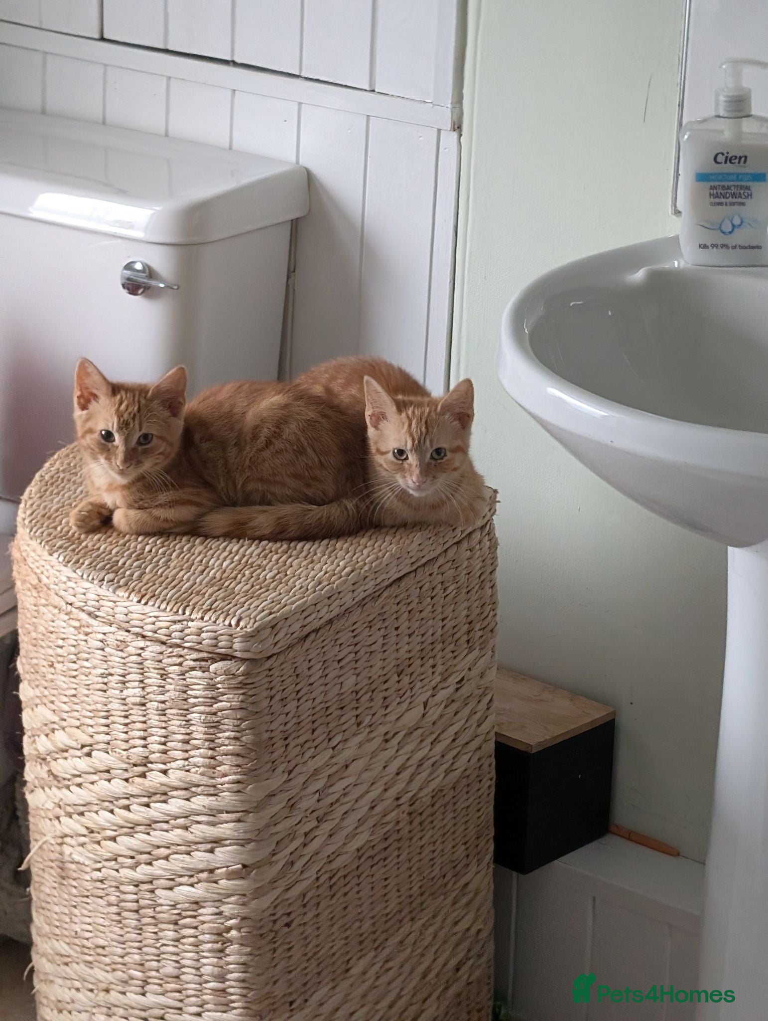 British Shorthair cats 2 X male ginger kittens - Advert 15