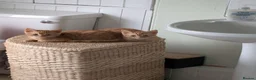 British Shorthair cats for sale: 2 X male ginger kittens in Crediton - Advert 1