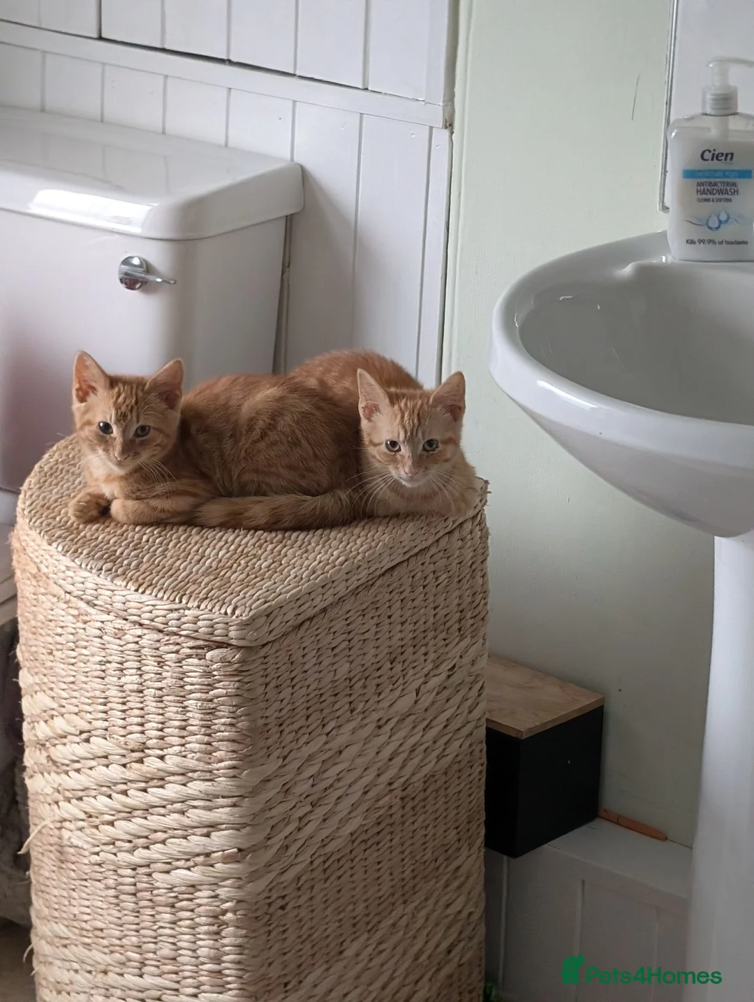 British Shorthair cats for sale: 2 X male ginger kittens in Crediton - Advert 1