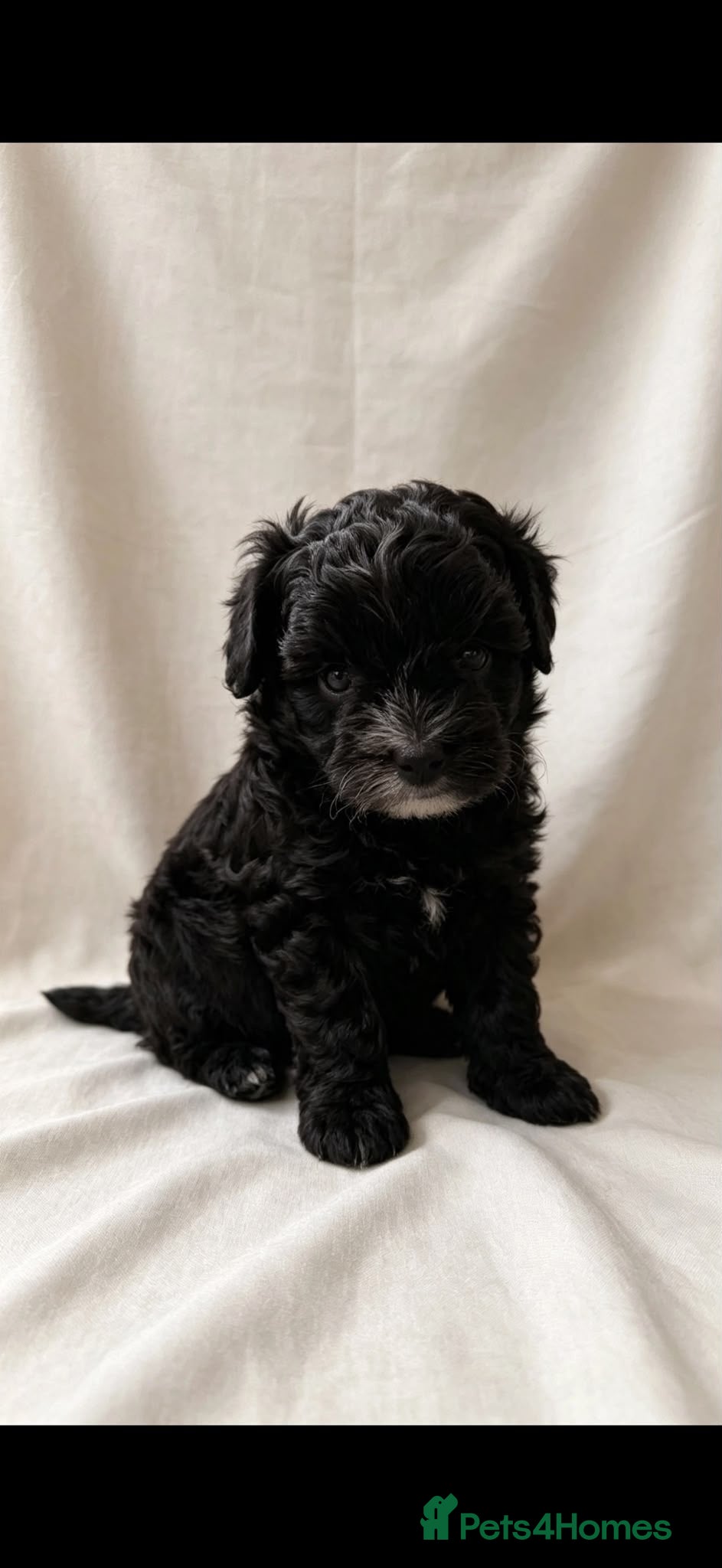 Maltipoo dogs 🤩3 stunning f1 male Maltipoo 🤩 - Advert 18