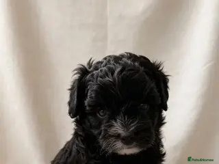 Maltipoo dogs 🤩3 stunning f1 male Maltipoo 🤩 - Advert 18