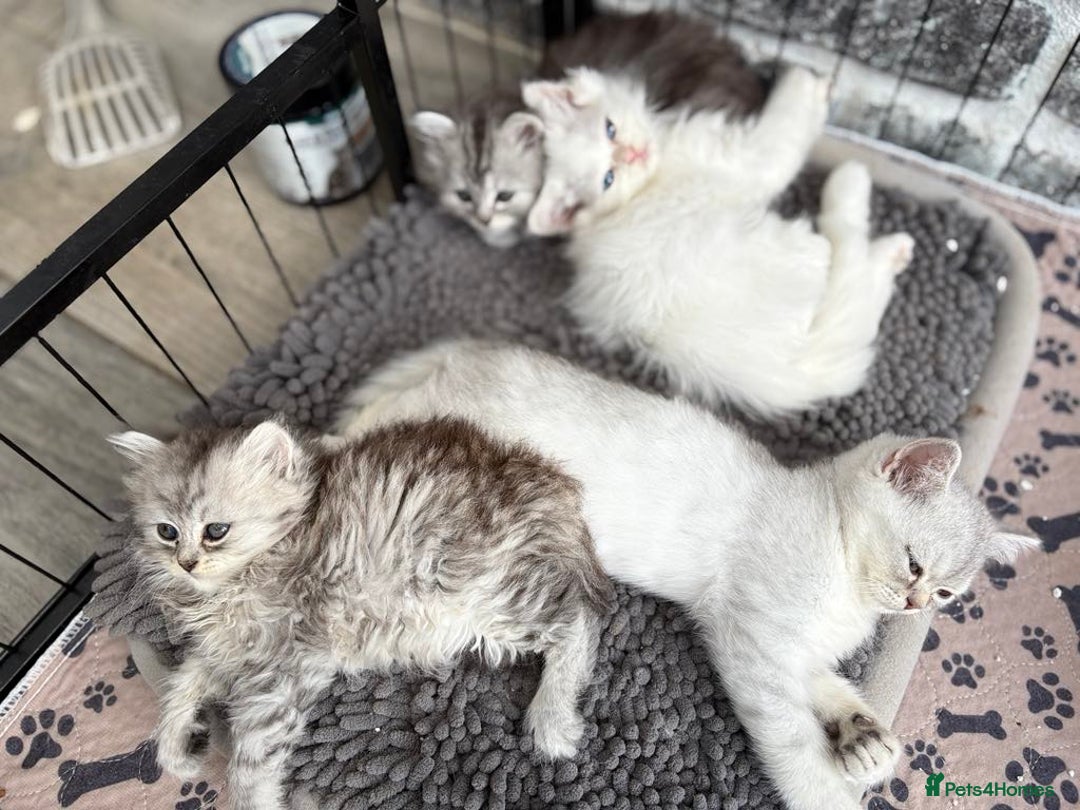 Persian cats for sale: Outstanding litter of Persian x kittens,  - Image 20