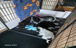 Cockapoo dogs for sale: Stunning f1 cockapoo puppys  - Image 8