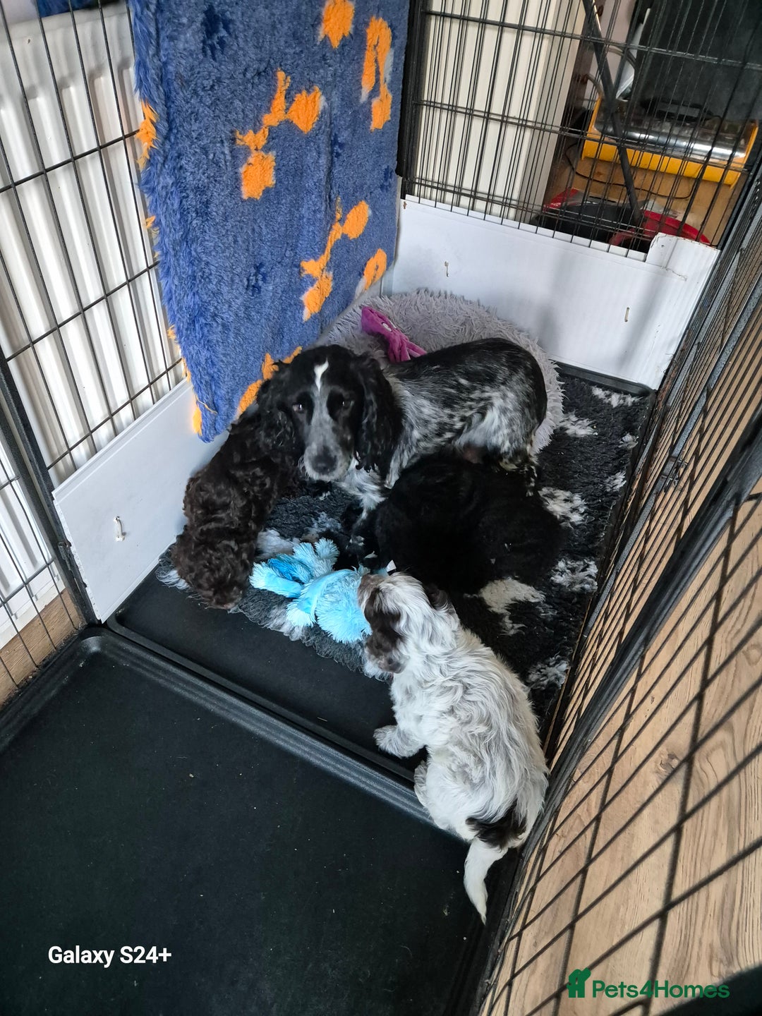 Cockapoo dogs for sale: Stunning f1 cockapoo puppys  - Image 8