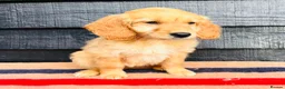 Mini Goldendoodle dogs for sale: 🧡❤️ GORGEOUS MINI GOLDENDOODLE PUPPIES ❤️🧡 - Advert 23