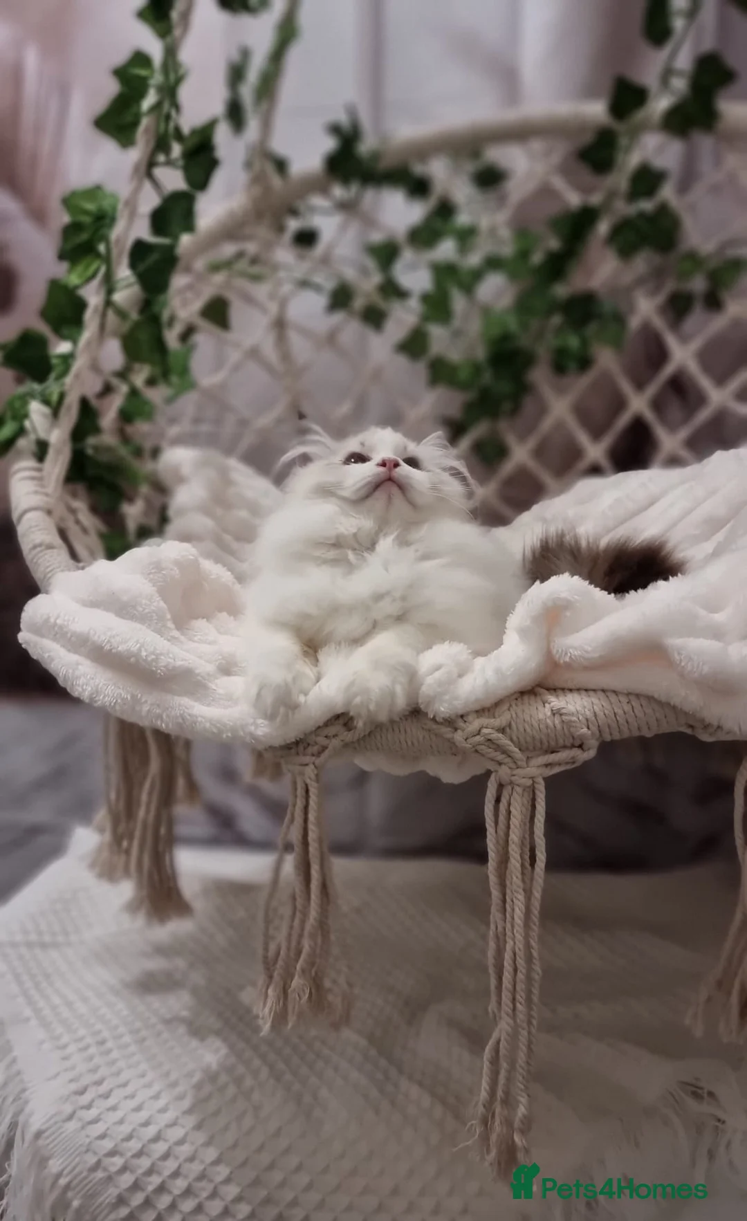 Ragdoll cats for sale: Exceptional Tica Registered Ragdoll Kittens - Advert 37