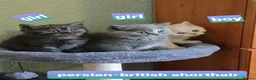 British Shorthair cats for sale: Variety of colours kittens Bradford  - Advert 26