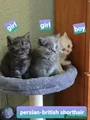 Persian-british shorthair boy