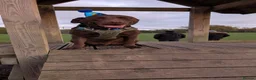 Labrador Retriever dogs for sale: Milo- Chocolate Lab 2 and a half - Advert 4