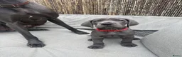 Great Dane dogs for sale: Ready to go! Blue Great Danes - 2 Girls Remaining! - Advert 6
