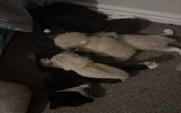 Mixed Breed cats for sale: 5 beautiful kittens for sale - Image 8