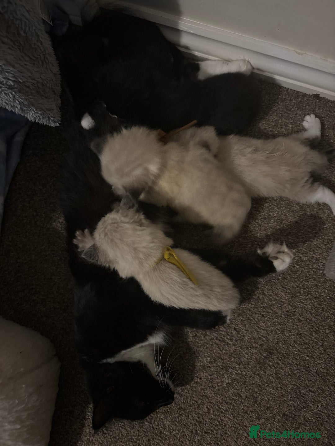 Mixed Breed cats for sale: 5 beautiful kittens for sale - Image 8