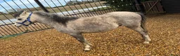 Welsh Section A horses for sale: Grey and black Welsh A - Advert 5