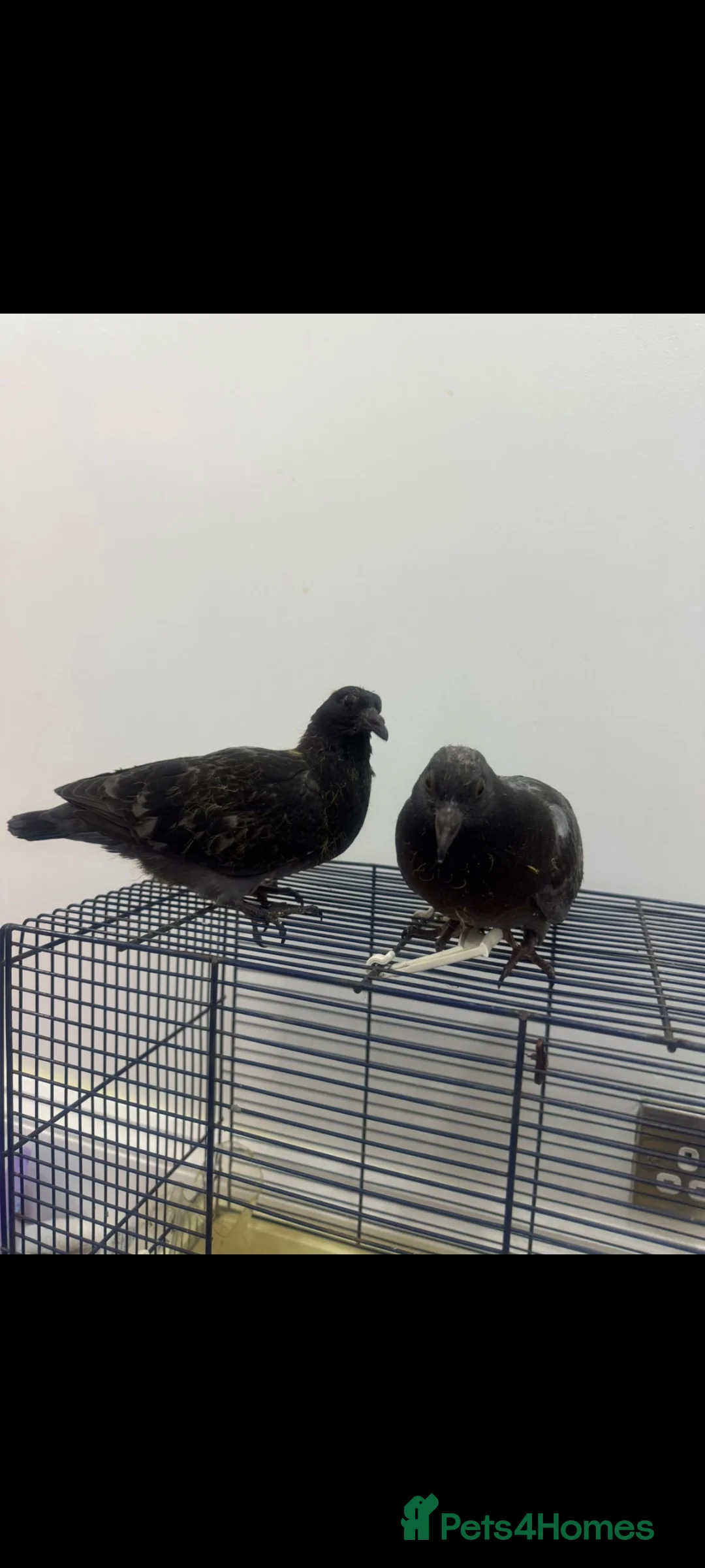 Pigeons birds for sale: 2 baby pigeons (3/4 weeks old) - Advert 1