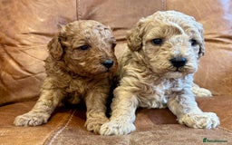 Toy Poodle dogs for sale: Toy poodles  - Image 4