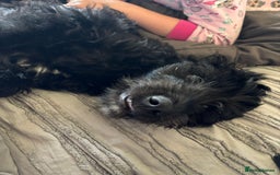 Labradoodle dogs for sale: Male labradoodle - Image 4