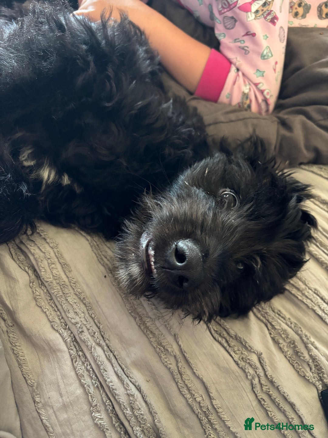 Labradoodle dogs for sale: Male labradoodle - Image 4