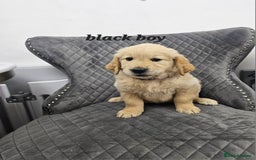 Golden Retriever dogs for sale: Ready go home Golden Retriever puppies ❤️  - Image 3
