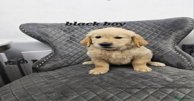 Golden Retriever dogs - Advert 8