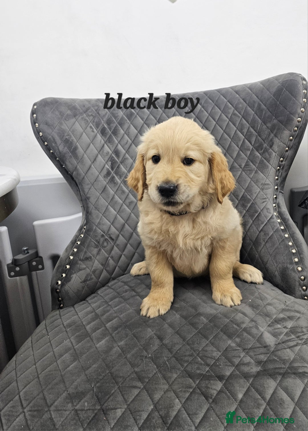 Golden Retriever dogs for sale: Ready go home Golden Retriever puppies ❤️  - Image 3