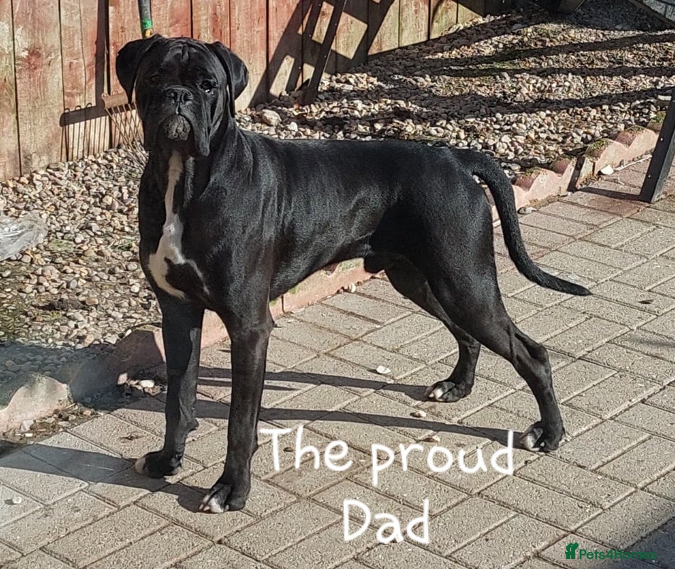Boxer dogs ❤RARE  BLACK  BOXERS❤ - Advert 8