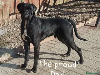 Boxer dogs ❤RARE BLACK BOXERS❤ - Advert 8