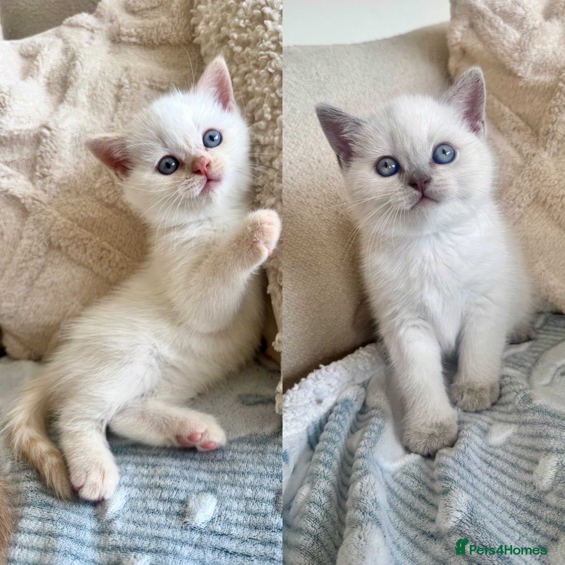 British Shorthair cats FULL PEDIGREE BSH KITTENS IN THE COTSWOLDS - Advert 1
