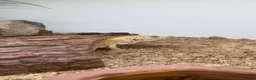 Leopard Gecko reptiles for sale: Female Leopard Gecko with Full Setup  in Petersfield - Advert 4