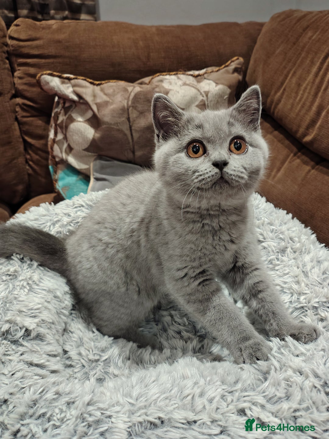 British Shorthair cats for sale: Blue British shorthairs kittens with GCCFpedigree - Advert 5