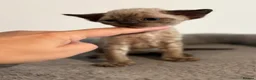 Devon Rex cats for sale: 😻 Devon rex Kittens available 😻❤️ - Advert 20