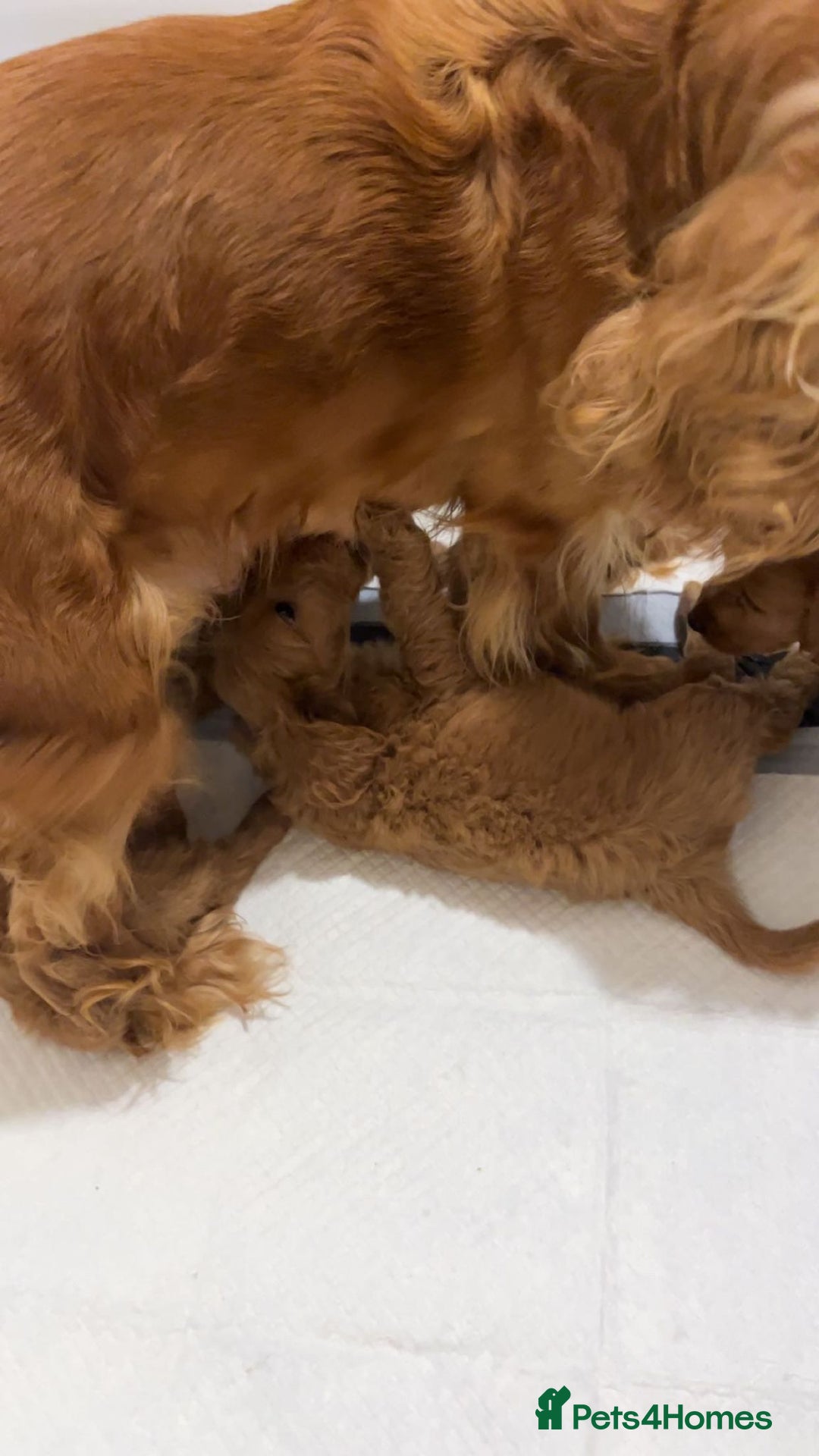 Cockapoo dogs for sale: F1 Cockapoo pups for sale  - Image 17