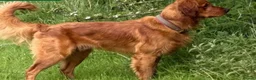 Golden Retriever dogs for sale: 🐾💛 Golden retriever puppies available 💛🐾 - Advert 6