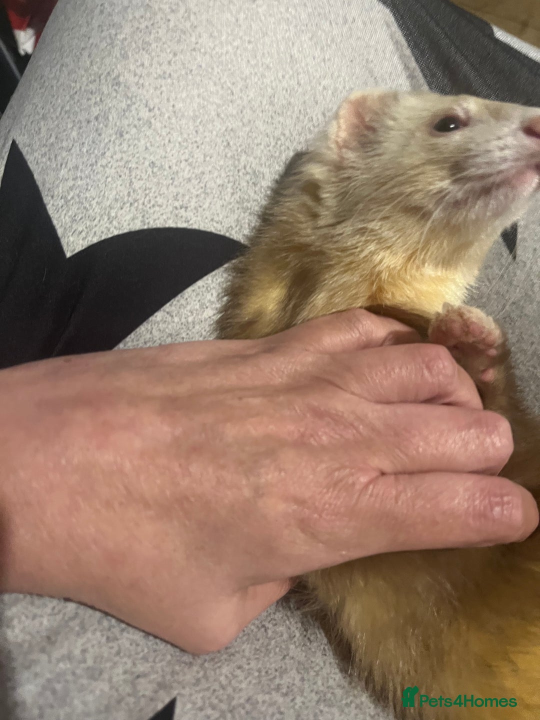 Ferret rodents for sale: 2 ferrets - Advert 4