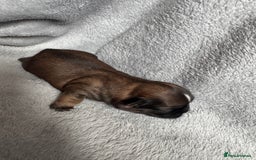 Shih Tzu dogs for sale: NEW Beautiful shih tzu puppies!!  - Image 14